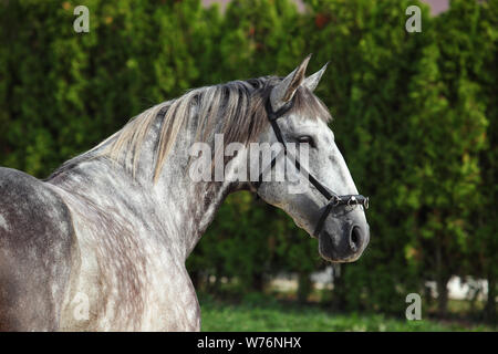 Puro Cavallo Spagnolo o PRE, ritratto contro uno sfondo scuro Foto Stock