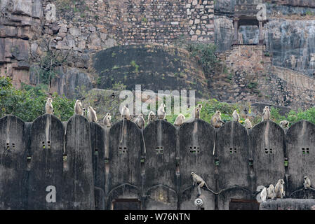 Grigio scimmie Langur raccogliere tra le antiche rovine nella giungla di Ranthambhore Fort, Ranthambhore National Park, Rajasthan, stato dell India occidentale, in Asia. Foto Stock