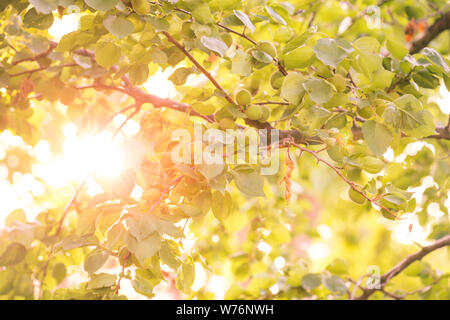 Acerbi albicocca frutta in giornata soleggiata, su albero di albicocche in giardino. Raggi di sole nella soleggiata albicocche. La luce del sole in giardino. Albicocche immaturi. Foto Stock