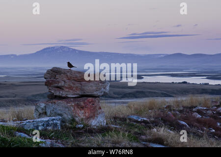 Primi albori luce che cade su un uccello seduto su una roccia nei pressi di Estancia, East Falkland. Foto Stock