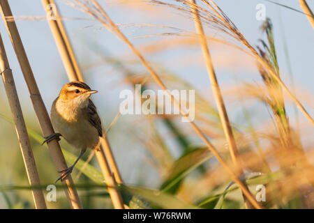 Wild Bird trillo in autunno canneti, natura selvaggia Foto Stock