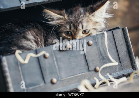 Un gattino a righe si nascose in un petto vintage Foto Stock