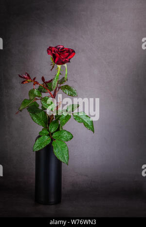 Red Rose in vaso nero su sfondo grigio Foto Stock