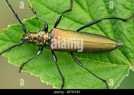 Aromia moschata longhorn beetle verde. Aromia moschata sulla foglia. Close up. Foto Stock