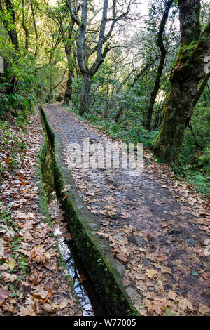 La Serra do Faial levada, Ribeiro Frio, di Madera Foto Stock