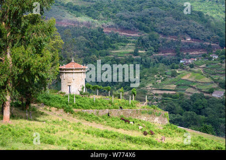 Una colombaia e campi di vigneti sui versanti del fiume Mino Valley vicino a Casdecid, tra Orense e Os Peares, nella Ribeira Sacra vinificazione Foto Stock