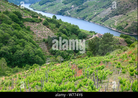 Vigneti sopra il fiume Sil, nella Ribeira Sacra regione vinicola, vicino a Teixeira sul confine tra Orense e Lugo Province, Galizia, Spagna Foto Stock