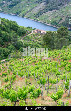 Vigneti sopra il fiume Sil, nella Ribeira Sacra regione vinicola, vicino a Teixeira sul confine tra Orense e Lugo Province, Galizia, Spagna Foto Stock