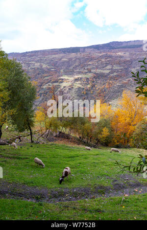 L'alpujarras Sierra Nevada in Spagna a cadere con il pascolo di capre Foto Stock