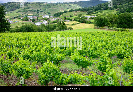 Vigneti nella Ribeira Sacra regione vinicola, vicino a Parada de Sil in provincia di Orense, Galizia, Spagna Foto Stock