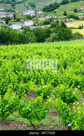 Vigneti nella Ribeira Sacra regione vinicola, vicino a Parada de Sil in provincia di Orense, Galizia, Spagna Foto Stock