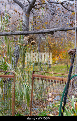Spooky pecore cranio si blocca su una staccionata in legno con sfocato erba alta in background Foto Stock