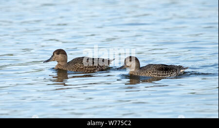 Due donne le anatre domestiche (Anas platyrhynchos) Foto Stock