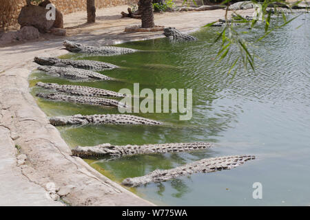 Coccodrilli crogiolarsi al sole. I coccodrilli nel laghetto. Fattoria di coccodrilli. Coltivazione di coccodrilli. Crocodile denti affilati. Foto Stock