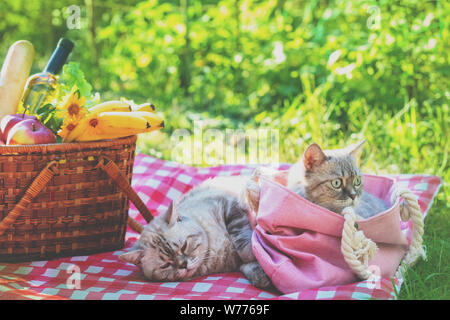 Due gatti giacente su una coperta in prossimità di un cestino da pic nic su una soleggiata giornata estiva. Uno dei gatti si trova in una borsa Foto Stock