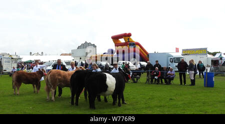 A giudicare il bestiame a Stranraer, Scozia, mostra annuale Luglio 2019 Foto Stock