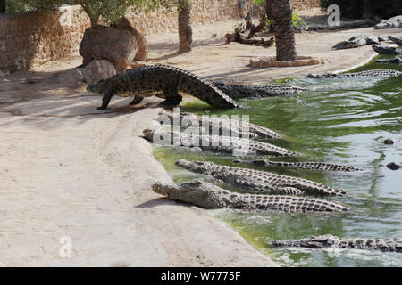 Coccodrilli crogiolarsi al sole. I coccodrilli nel laghetto. Un coccodrillo arriva fuori dello stagno. Fattoria di coccodrilli. Coltivazione di coccodrilli. Crocodile sharp te Foto Stock