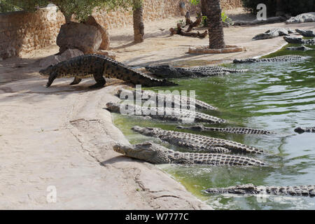 Coccodrilli crogiolarsi al sole. I coccodrilli nel laghetto. Un coccodrillo arriva fuori dello stagno. Fattoria di coccodrilli. Coltivazione di coccodrilli. Crocodile sharp te Foto Stock