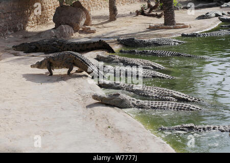 Coccodrilli crogiolarsi al sole. I coccodrilli nel laghetto. Un coccodrillo arriva fuori dello stagno. Fattoria di coccodrilli. Coltivazione di coccodrilli. Crocodile sharp te Foto Stock