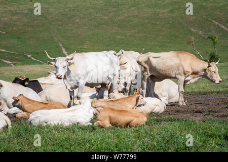 Allevamento di intervallo libero vacche Foto Stock