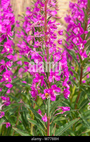 Fioritura Epilobium hirsutum, a.k.a. willowherb, grande hairy willowherb o hairy willowherb su Skrova, Isole Lofoten in Norvegia. Foto Stock