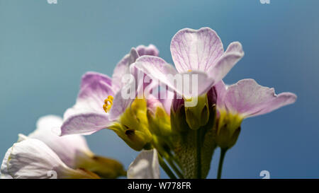 Close up dettaglio dei fiori di un cucù Fiore (cardamine pratensis) cresce in un prato di Devon contro un cielo blu. Foto Stock