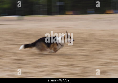 Welsh corgi pembroke cane corre veloce sulla spiaggia, alta velocità Foto Stock