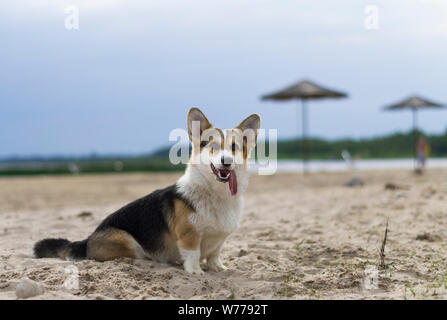 Welsh corgi pembroke cane con la lingua di fuori seduta sulla sabbia, Lake Shore, spiaggia in Bielorussia, Braslaw Foto Stock