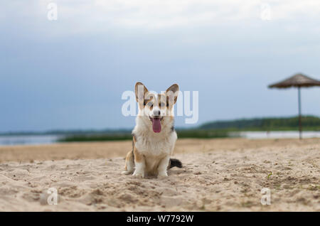 Welsh corgi pembroke cane con la lingua di fuori seduta sulla sabbia, Lake Shore, spiaggia in Bielorussia, Braslaw Foto Stock