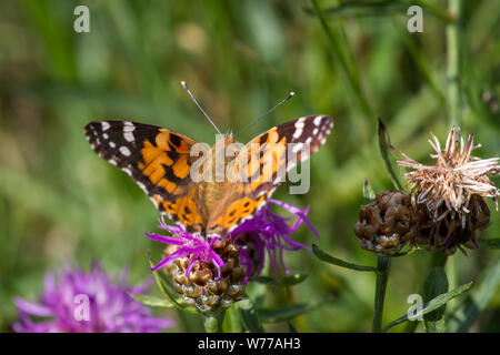 I lepidotteri Vanessa cardui (verniciato di lady butterfly / Schmetterling Distelfalter) Foto Stock