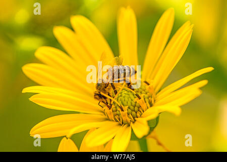 Il miele delle api su un fiore giallo in estate in Germania Foto Stock