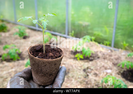 L'agricoltore maschio holding pot organico con pianta di pomodoro prima di piantare nel terreno. L uomo si prepara a pianta piccola pianta di pomodoro in massa Foto Stock