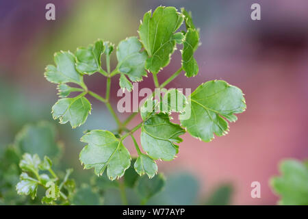 Polyscias è un genere di Araliaceae pianta. Foglie verdi di close-up in ambiente naturale con luce naturale. Koh Chang Island, Thailandia. Foto Stock