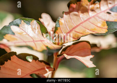 Graptophyllum impianto pictum close-up nella luce naturale. Thailandia Koh Chang Island. Foto Stock