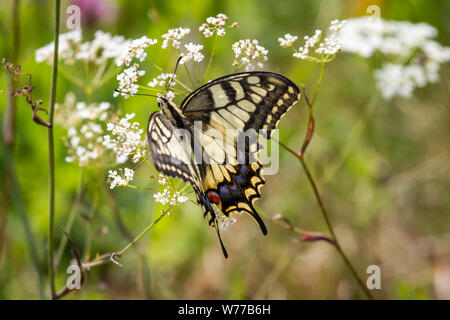 I lepidotteri Papilio machaon (coda forcuta butterfly / Schmetterling Schwalbenschwanz) Foto Stock