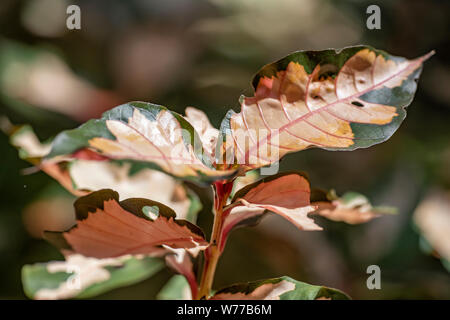 Graptophyllum impianto pictum close-up nella luce naturale. Thailandia Koh Chang Island. Foto Stock