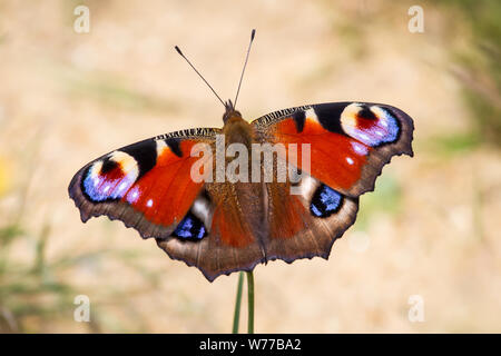 I lepidotteri Aglais io (peacock butterfly / Schmetterling Tagpfauenauge) Foto Stock