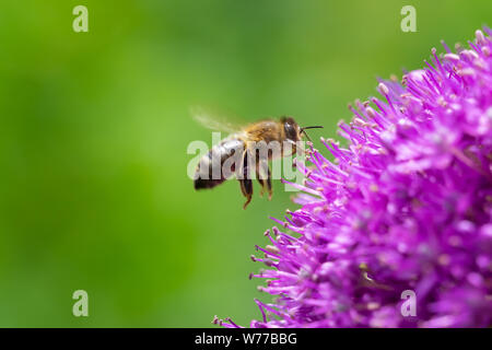 Bee battenti la raccolta di polline o nettare su un gigante viola allium fiore, Allium Giganteum, con copia spazio. Foto Stock