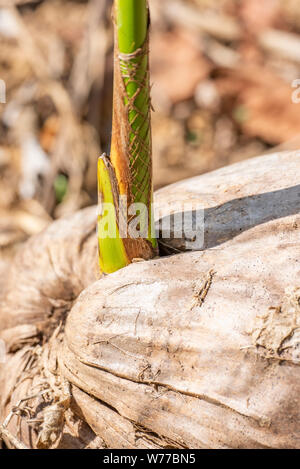 Close-up di un giovane palma cresce dalla caduta di una noce di cocco. Thailandia Koh Chang Island. Foto Stock