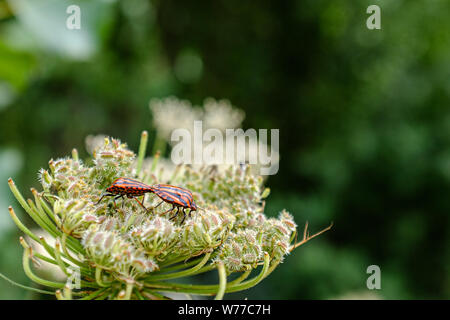 Paio di red ladybugs su un verde cespuglio pianta Foto Stock