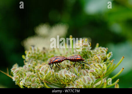 Paio di red ladybugs su un verde cespuglio pianta Foto Stock
