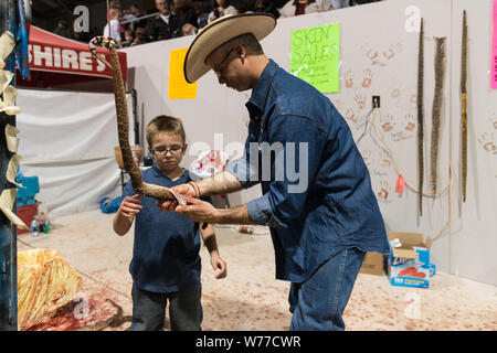 Un esperto snake-Skinner dimostra il suo mestiere a un giovane visitatore presso il più grande del mondo Rattlesnake Roundup in Sweetwater, Texas descrizione fisica: 1 Foto : Digital, file TIFF a colori. Note: dal 1958, l'evento, promosso e gestito dalla Sweetwater Jaycees, si svolge ogni anno nel mese di marzo a Nolan County Coliseum. Il Round-Up era iniziato come un modo per controllare la popolazione di serpenti nel loro brushy area del Texas. Secondo la Jaycees, la grande popolazione di rattlesnakes era danneggiare gli agricoltori locali e degli allevatori che stavano perdendo il loro bestiame per questi predatori naturali. Oggi Foto Stock