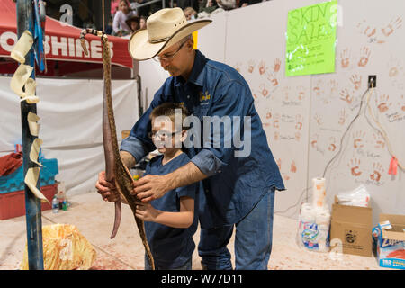 Un esperto snake-Skinner dimostra il suo mestiere a un giovane visitatore presso il più grande del mondo Rattlesnake Roundup in Sweetwater, Texas descrizione fisica: 1 Foto : Digital, file TIFF a colori. Note: dal 1958, l'evento, promosso e gestito dalla Sweetwater Jaycees, si svolge ogni anno nel mese di marzo a Nolan County Coliseum. Il Round-Up era iniziato come un modo per controllare la popolazione di serpenti nel loro brushy area del Texas. Secondo la Jaycees, la grande popolazione di rattlesnakes era danneggiare gli agricoltori locali e degli allevatori che stavano perdendo il loro bestiame per questi predatori naturali. Oggi Foto Stock