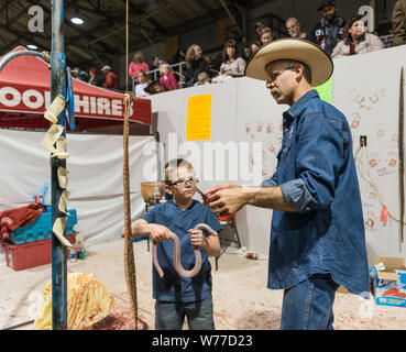 Un esperto snake-Skinner dimostra il suo mestiere a un giovane visitatore presso il più grande del mondo Rattlesnake Roundup in Sweetwater, Texas descrizione fisica: 1 Foto : Digital, file TIFF a colori. Note: dal 1958, l'evento, promosso e gestito dalla Sweetwater Jaycees, si svolge ogni anno nel mese di marzo a Nolan County Coliseum. Il Round-Up era iniziato come un modo per controllare la popolazione di serpenti nel loro brushy area del Texas. Secondo la Jaycees, la grande popolazione di rattlesnakes era danneggiare gli agricoltori locali e degli allevatori che stavano perdendo il loro bestiame per questi predatori naturali. Oggi Foto Stock