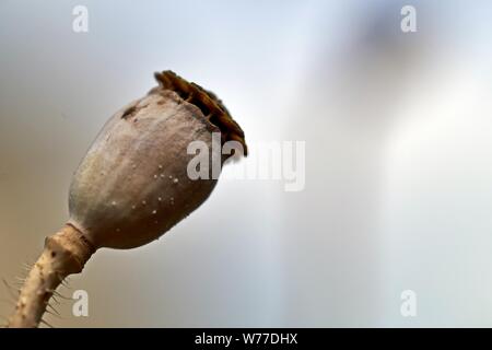 Asciugare il campo di papavero. Campo di papavero a secco con papaveri. Chiudere fino al papavero. Foto Stock
