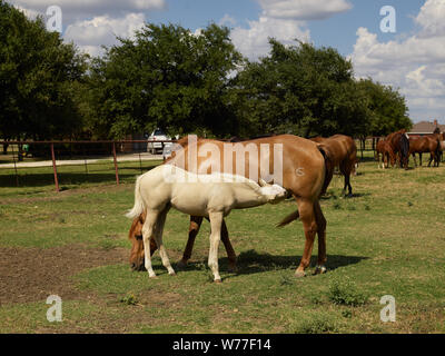 Un giovane si arriva un po' di nutrimento a cannone Quarter Horse Ranch vicino a Venere, Texas descrizione fisica: 1 Foto : Digital, file TIFF a colori. Note: dono; la collina di Lyda Foundation; 2014; (DLC/PP-2014:054).; titolo, data e parole chiave sulla base di informazioni fornite dal fotografo.; fa parte di: Lyda Hill Texas raccolta di fotografie in Carol M. Highsmith America del progetto in Carol M. Highsmith Archivio.; Foto Stock