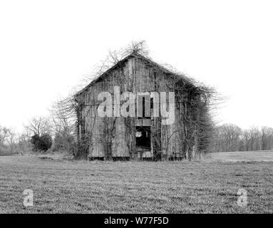 Abbandonata la stalla sopraffatti da kudzu descrizione fisica: 1 trasparenza : B&W ; 4 x 5 in. o inferiore. Note: titolo, data e parole chiave fornite dal fotografo.; immagine digitale prodotta da Carol M. Highsmith per rappresentare la sua pellicola originale trasparenza; alcuni dettagli possono differire tra i film e le immagini digitali.; fa parte della serie seleziona in Carol M. Highsmith Archivio.; Dono e acquisto; Carol M. Highsmith; 2011; (DLC/PP-2011:124).; Foto Stock