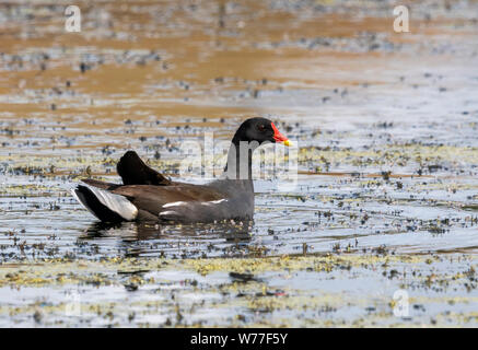 (Moorhen Gallinula chloropus) nuotare sulla superficie di uno stagno Foto Stock