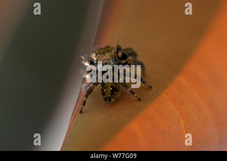 Spider cavallo (lat. Phidippus clarus) su una foglia di una pianta vicino. Koh Chang Island, Thailandia. Foto Stock