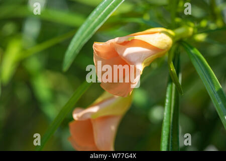 Thevetia peruviana (Cascabela thevetia) - Orange Bud, close-up. Thailandia Koh Chang Island. Foto Stock